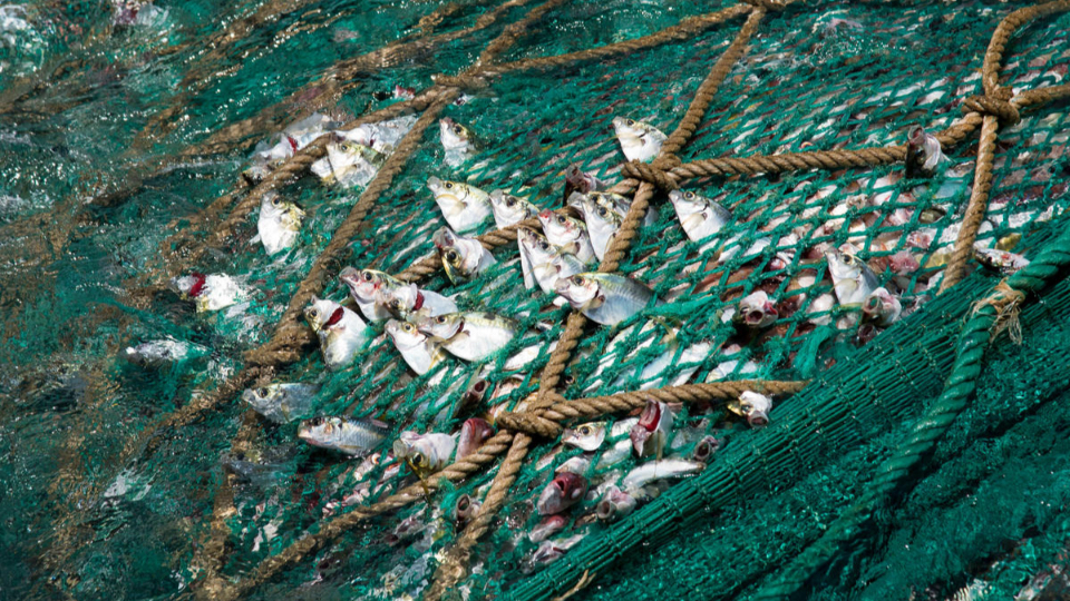 2048 年海洋是否無魚？過度捕撈的危機