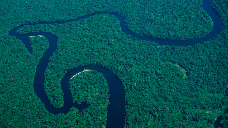 Carbon Sink