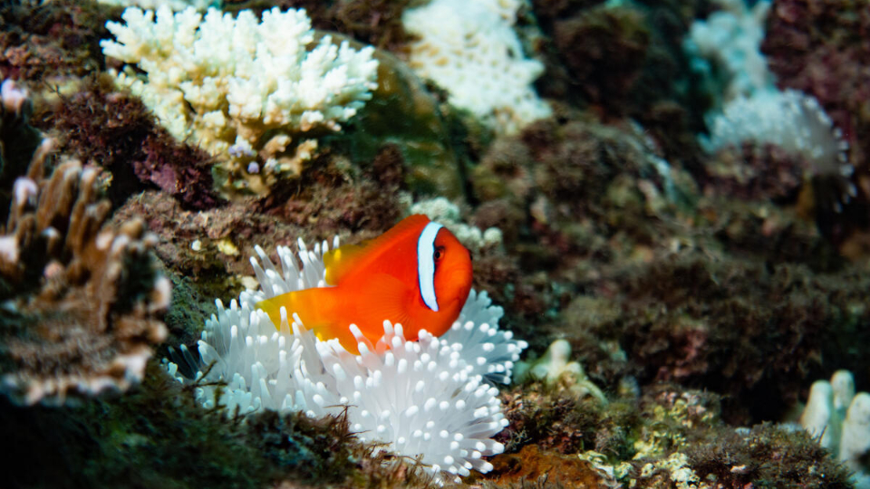 珊瑚白化（Coral Bleaching）