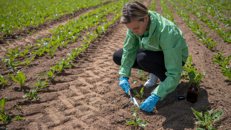 Soil Carbon Sink