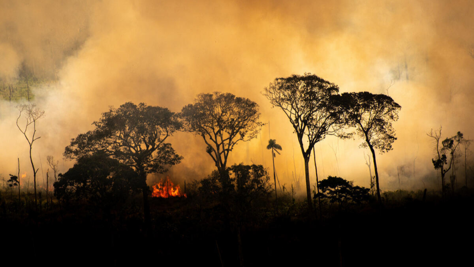 森林野火燒不盡（下）——地球之肺