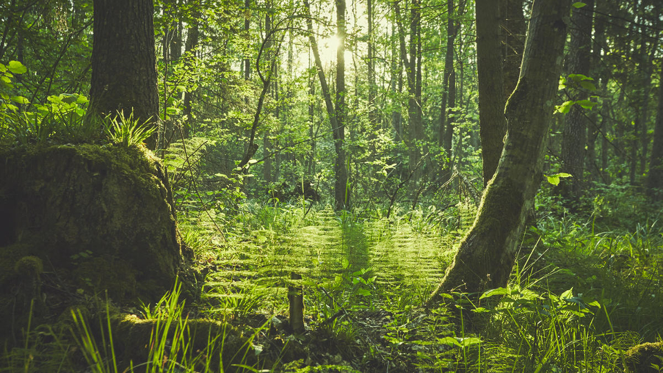 Forest Carbon Sink